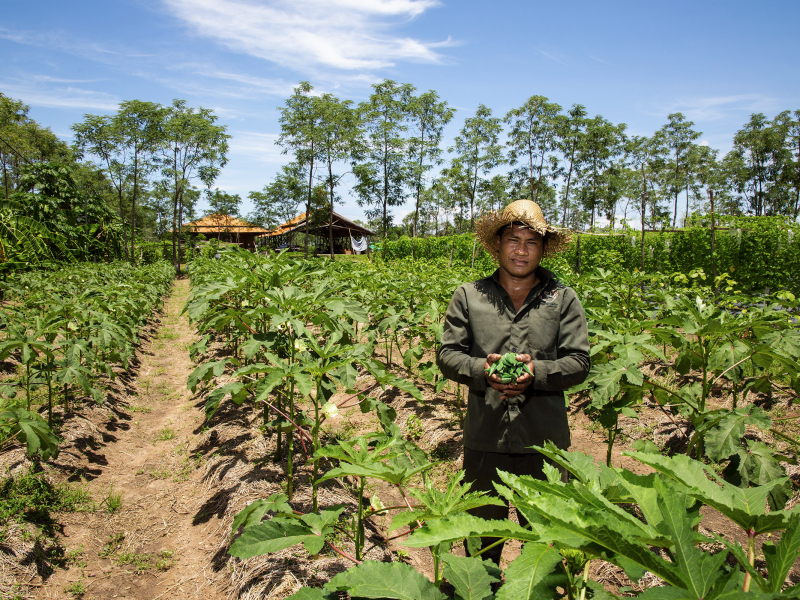 Vegetable Farming