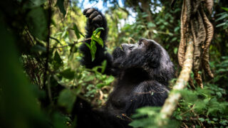 mountain gorillas in rwanda