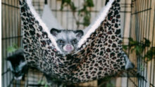 volunteering with wild animals in singapore