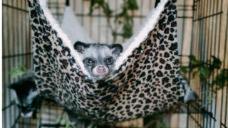 volunteering with wild animals in singapore