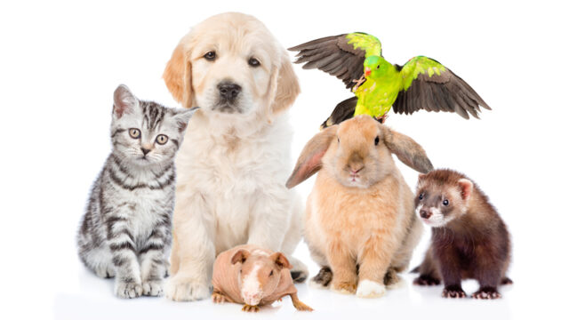 World Animal Day 2026 by AVS