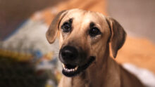 world animal day 2026 SPCA