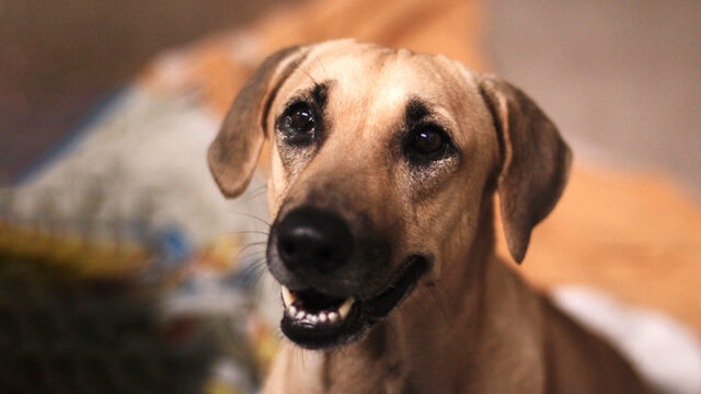 world animal day 2026 SPCA